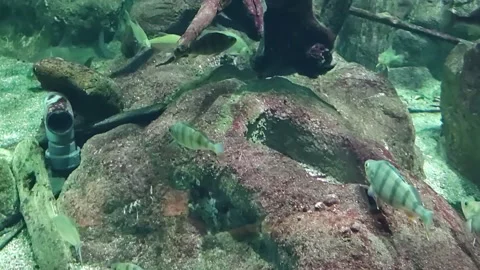 Fish Through The Aquarium Glass Stock Footage 203510187