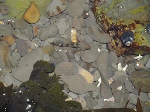 Fish in a tide pool 写真素材