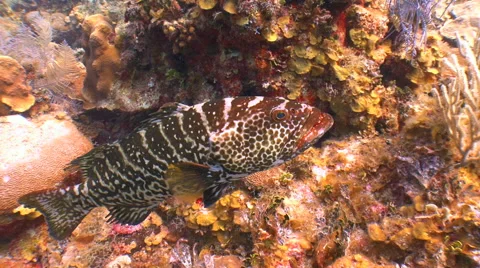 Fish. Tiger grouper. Stock Footage 53281517