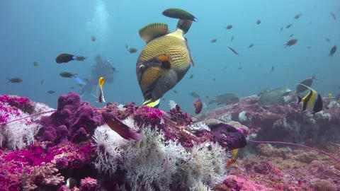 Fish titanium trigger. Stock Footage 149909839