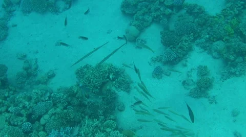 Fish traffic dahab Stock Footage 42827671