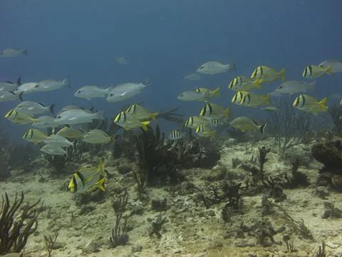 Fish traffic Stock Photos