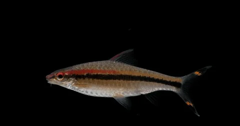 Fish Transparent Background 스톡 동영상 124471347