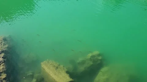 Fish in transparent water pond Stock Footage 281463511