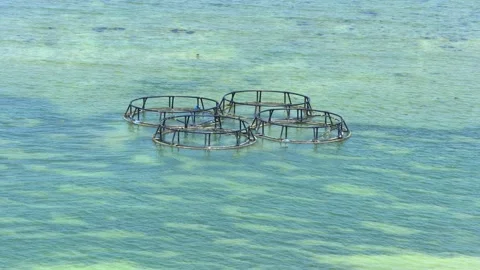 Fish trap in shallow waters Stock Footage 172291368