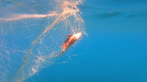 Fish trapped in hanging net beneath boat underwater, fishing industry - Mesh Net Stock Footage 339973693