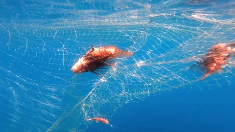 Fish trapped in hanging net beneath boat underwater, fishing - Fish Entanglement Stock Footage 339974125