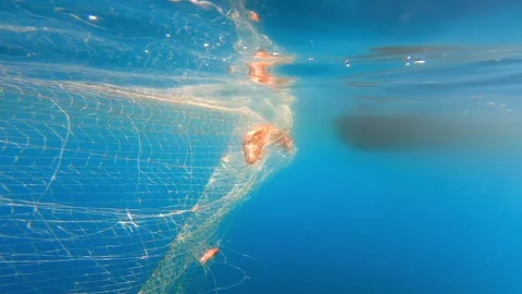 Fish trapped in hanging net beneath boat underwater, fishing industry - Net Rope Stock Footage 339974227