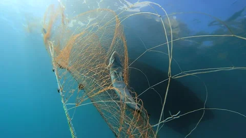 Fish trapped in hanging net beneath boat underwater, fishing industry - Undersea Stock Footage 339979676