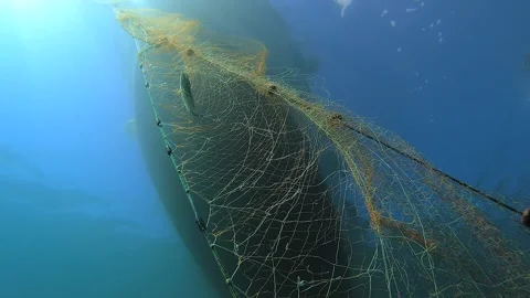 Fish trapped in hanging net beneath boat underwater, fishing industry scene Stock Footage 339979780