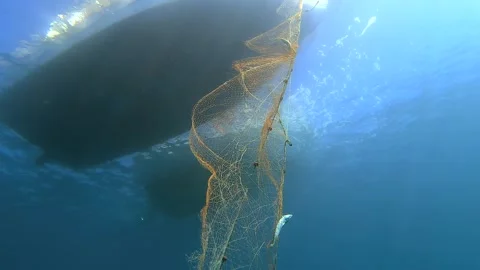 Fish trapped in hanging net beneath boat underwater, fishing industry - Nautical Stock Footage 339979837