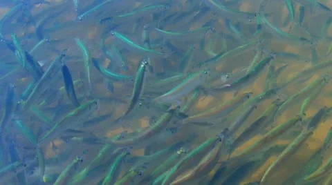 Fish Trapped In A Rockpool 動画素材 11698305