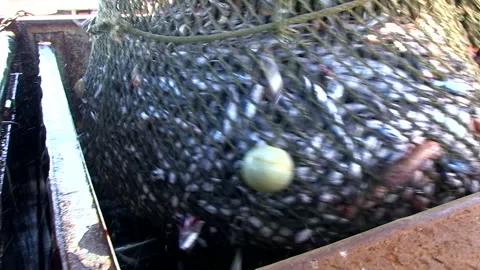 Fish from a trawler net being poured into the hold below deck Stockbeeldmateriaal 161800856