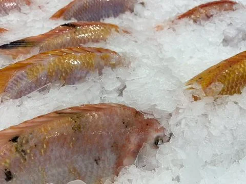 Fish in a tray of ice at the store (2) Photos