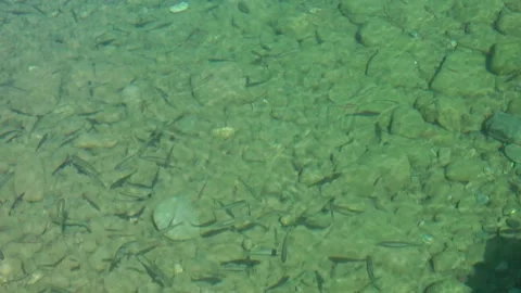 Fish in the Trebbia river. Video stock 152829145