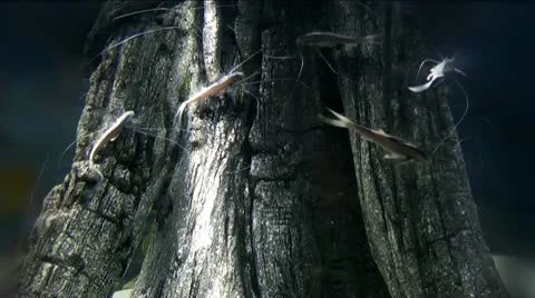 Fish on tree Stock Footage 10560381