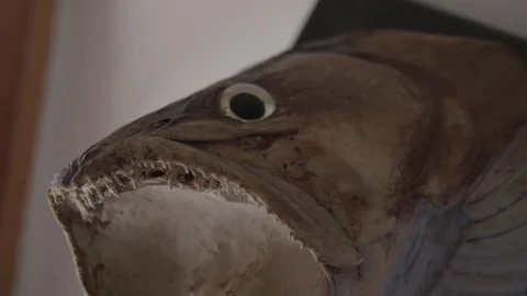 Fish trophy on the wall 動画素材 76556126