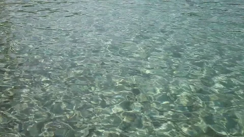 Fish at the tropical sea Stock Footage 79342080