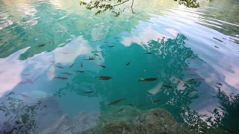 Fish at the tropical sea Stock Footage 79342431