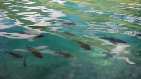 Fish at the tropical sea Stock Footage 79342468