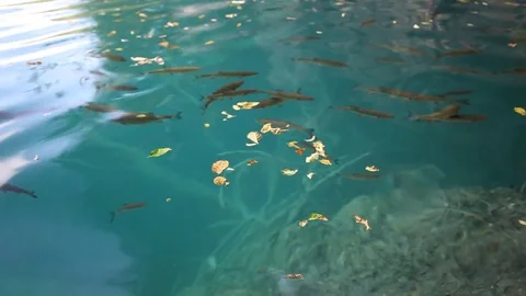 Fish at the tropical sea Stock Footage 79343216