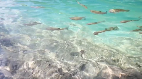 Fish at the tropical sea Stock Footage 79343247