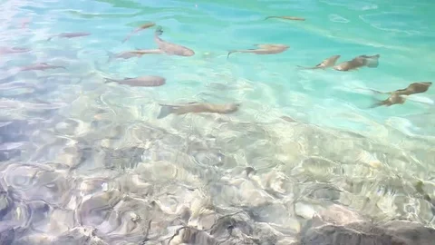 Fish at the tropical sea Stock Footage 79344588