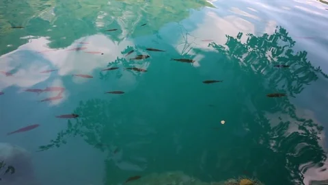 Fish at the tropical sea Stock Footage 79345392