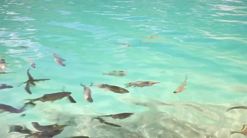 Fish at the tropical sea Stock Footage 79345405