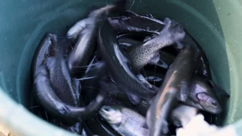 Fish Trout in a barrel Stock Footage 289681402