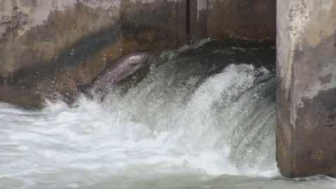 Fish (Trout) Jumping at Weir Dam in Michigan ( 3of 10) Stock Footage 81244335