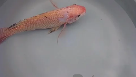 Fish in a tub Stock-Footage 243985558