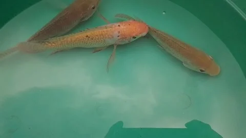 Fish in a tub Stock-Footage 243985673