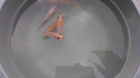 Fish in a tub Stock-Footage 243985674