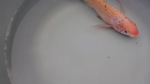 Fish in a tub Stock-Footage 243985683