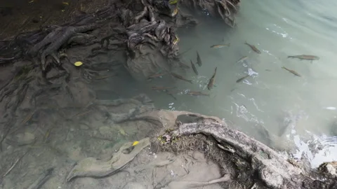 Fish In Turquoise Creek Beside Tree Roots At Erawan National Park Thailand Vídeos de archivo 339081487