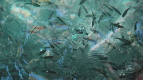 Fish in a turquoise mountain lake Stock Footage 211463313