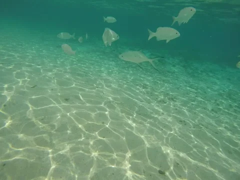 Fish uderwater in the maldives Stock Footage 138834912