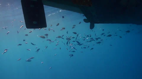 Fish under a boat Stock Footage 33531383