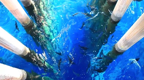 Fish under the bridge Stock Footage 40080057