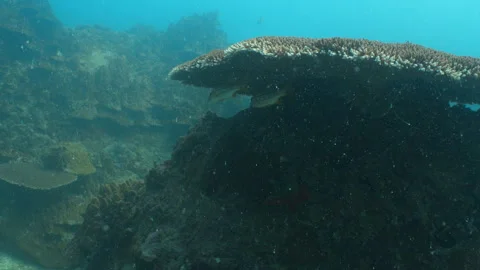 Fish under coral Stock Footage 281930571