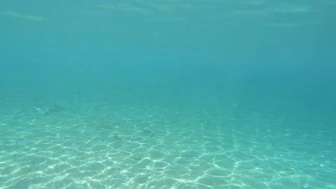 Fish under the deep blue sea Stock Footage 172014150