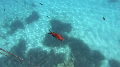 Fish under the deep blue sea Stock Footage 172014158