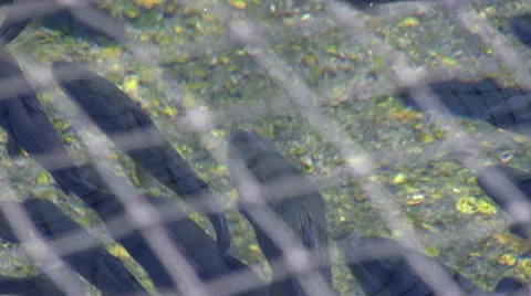 Fish under mesh nets; 2 Stock Footage 12185837