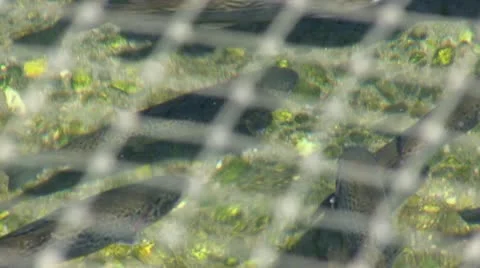 Fish under mesh nets; 3 Stock Footage 12185968