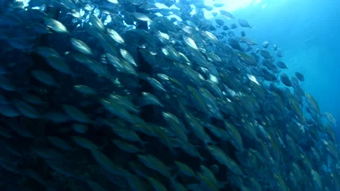 Fish under pier sun shine and rays beams underwater fish school tropical corals Stock Footage 194869787