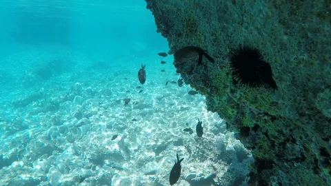 Fish under the reef Stock Footage 128150637