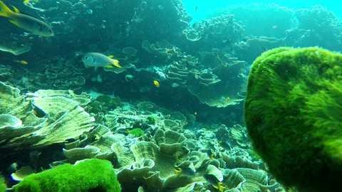 Fish under the sea Stock Footage 115562832