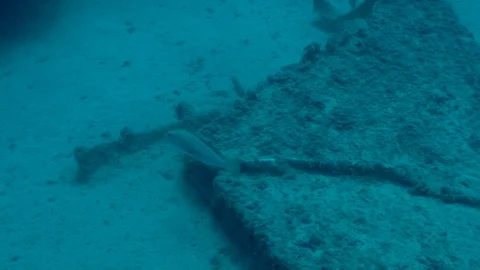 Fish Under the Sea Vidéo 124211202