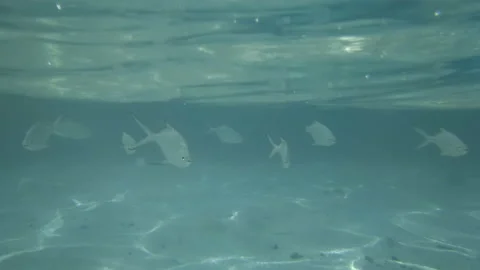 Fish under water in the blue background of sea water Video stock 91317293